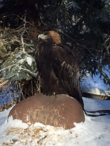 Golden Eagle at ACES in Aspen