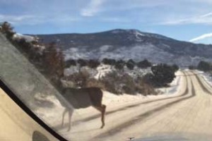 deer walking away