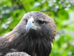 Belle the Golden Eagle