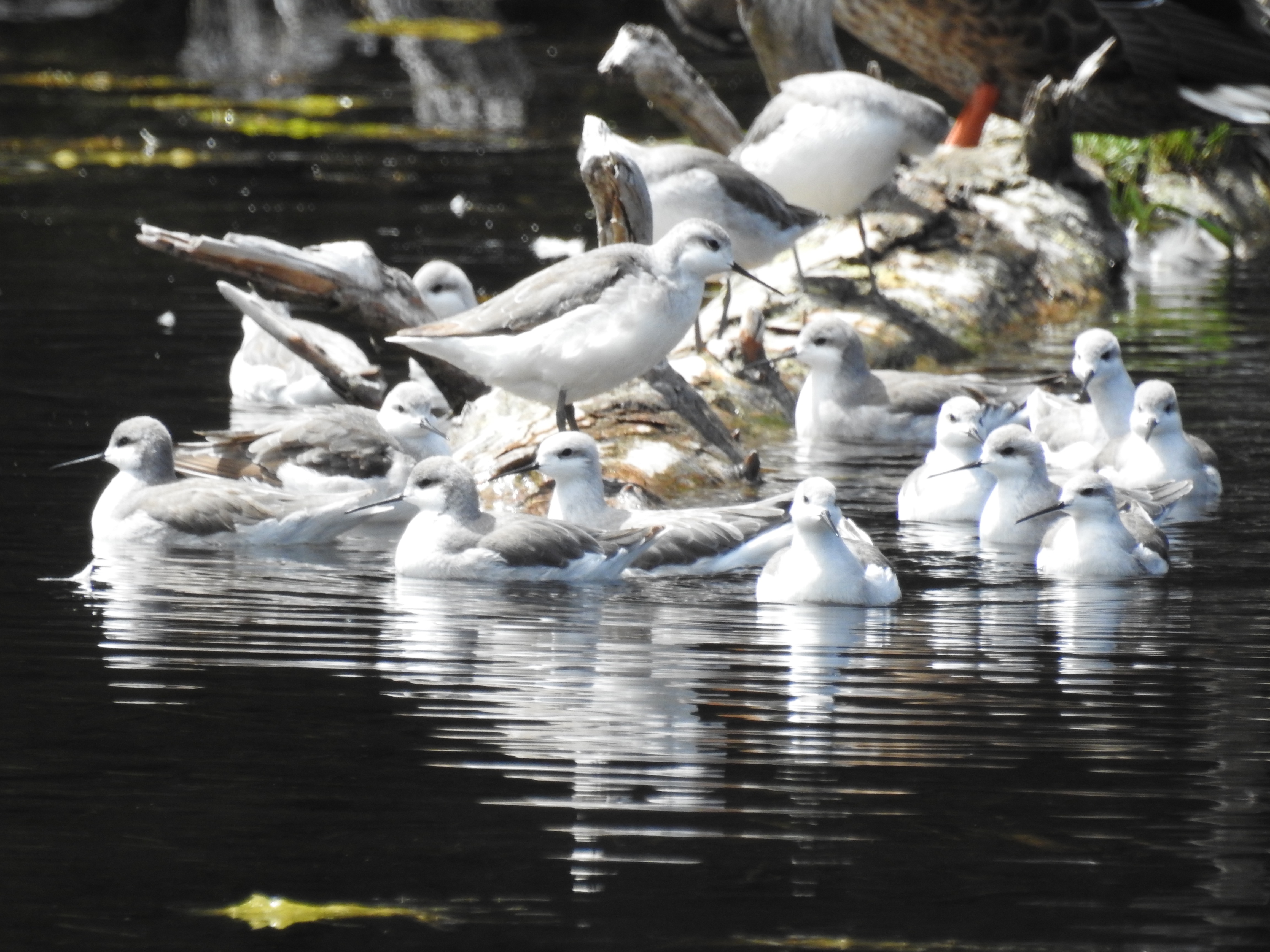 wilsons phalaropes